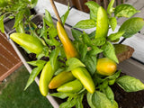 Chili pepper plant.