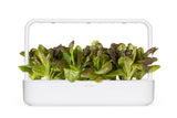 Lettuce growing in the Click & Grow Smart Garden 9