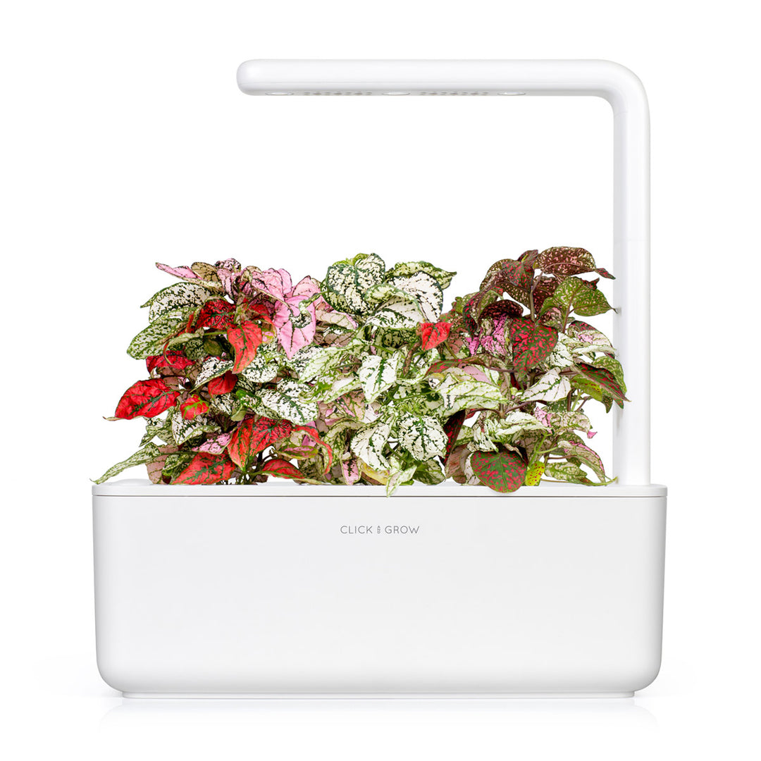 Add a Touch of Zen to Your Home With Polka Dot Plant – Click & Grow