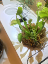 Can You Believe These 6 Weird Plants Were Grown in Smart Gardens?!