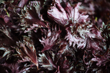 Red shiso uses and health benefits. Grow red shiso in an indoor garden.