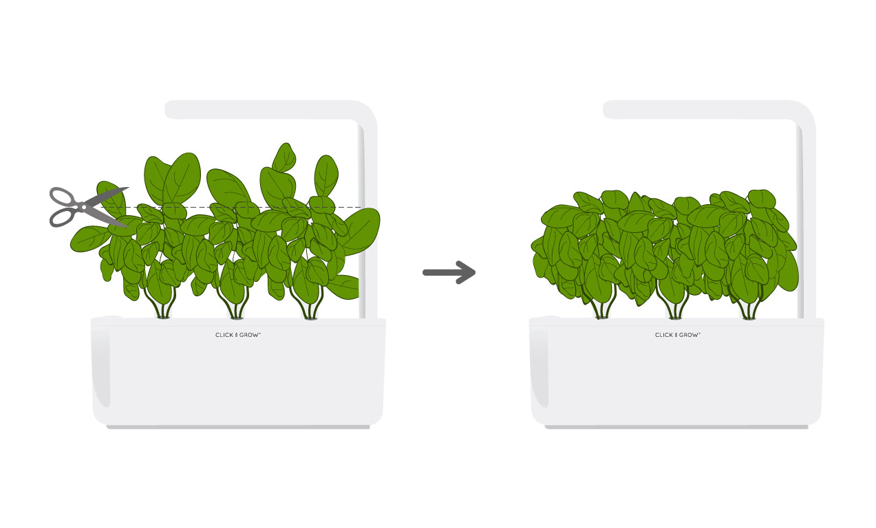 Tip of the week! – Click & Grow