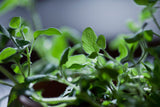 Oregano Facts You Didn't Know