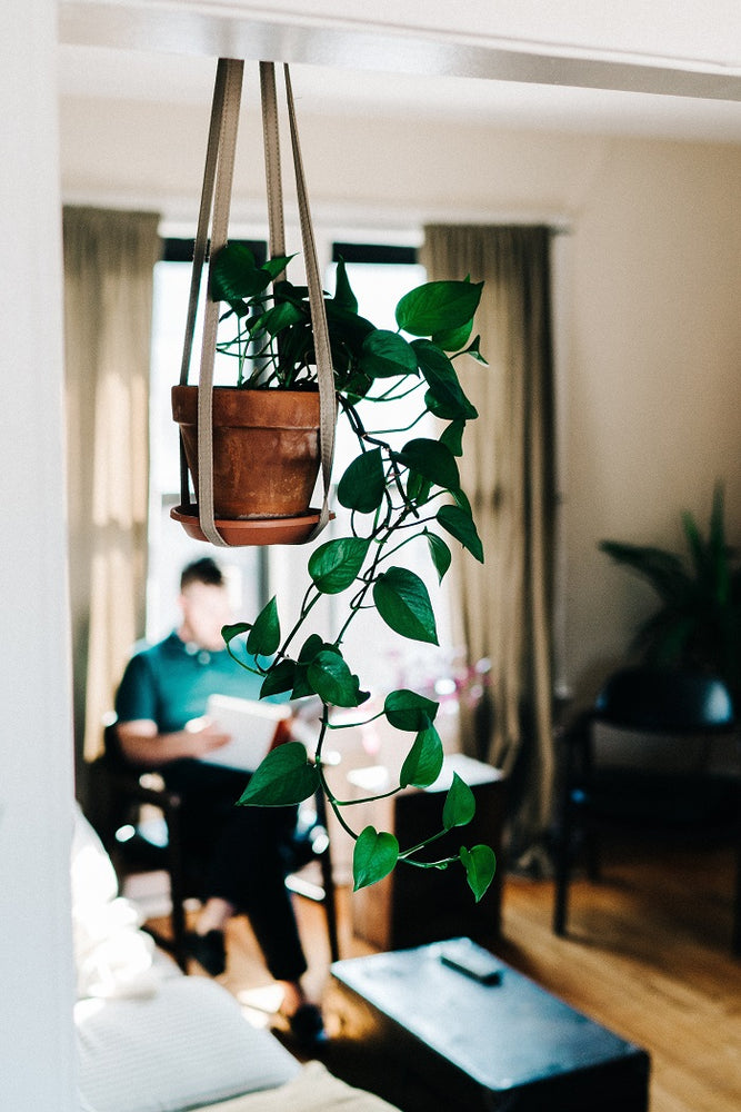 DIY Challenge - Create Your Own Indoor Hanging Herb Garden