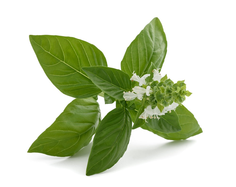 Should I Let My Basil Flower? Click & Grow