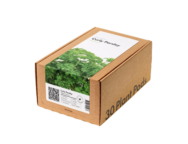 Curly Parsley 30-pack
