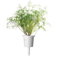 Dill 30-pack / Dill (Anethum graveolens) plant pod - Click & Grow indoor garden - grow dill at home
