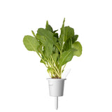 Green Chard Plant Pods 9-pack