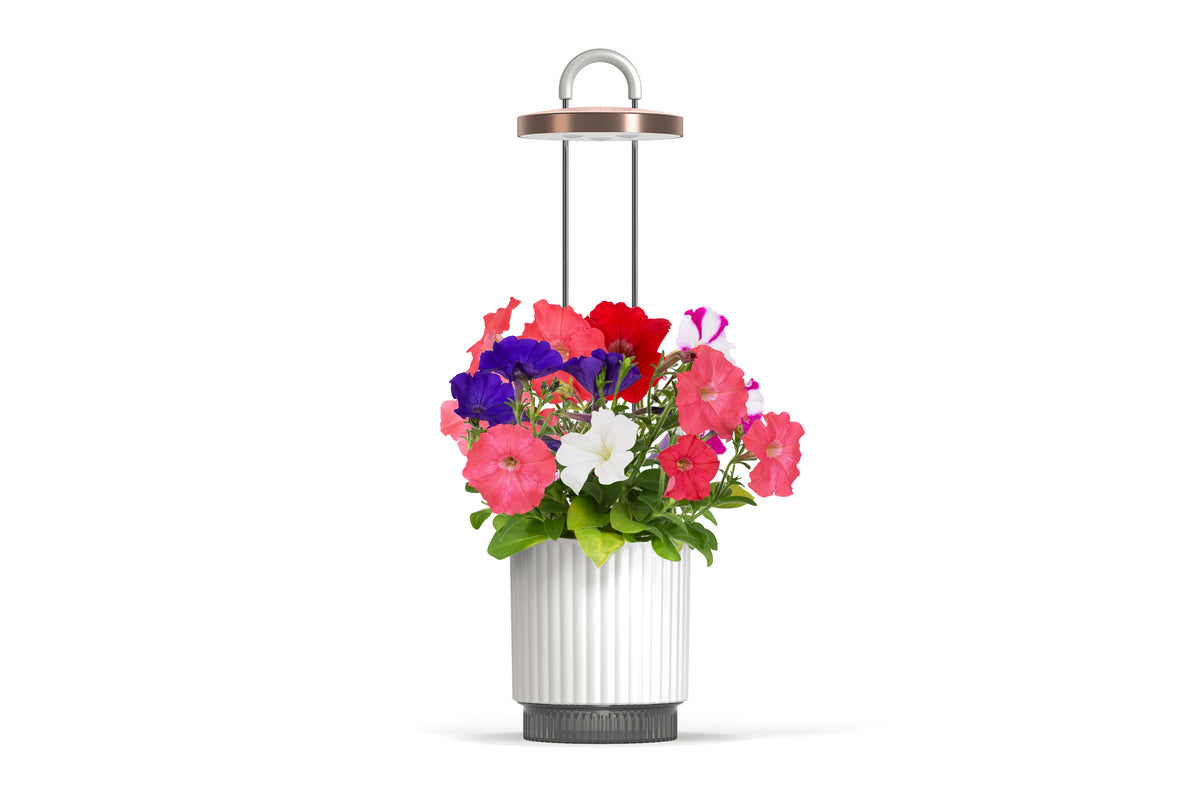 Hydrovase