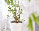 Plant Watering Indicator, Size L