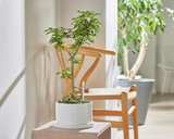 Plant Watering Indicator, Size L