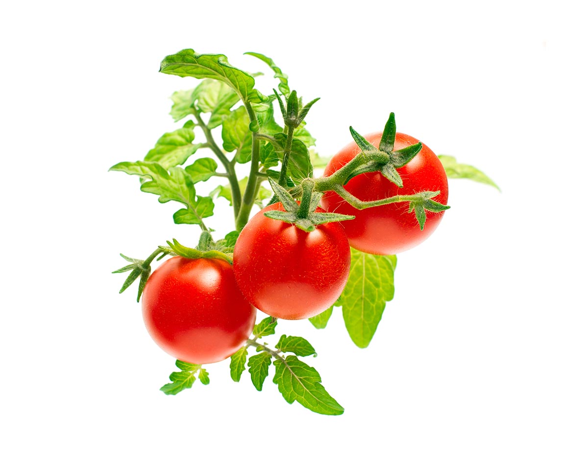 Mini Tomato Plant Pods 9-pack