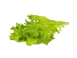 Oakleaf Lettuce Plant Pods 9-pack