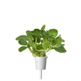 Pak Choi Plant Pods 9-pack