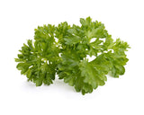Curly Parsley Plant Pods 9-pack