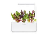 Rainbow Chard Plant Pods 9-pack