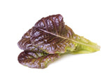 Red Lettuce Plant Pods 9-pack