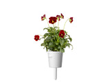 Red Pansy Plant Pods 30-pack
