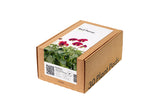Red Pansy Plant Pods 30-pack