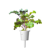 Red Kale (Brassica oleracea) plant pod - Click & Grow indoor garden