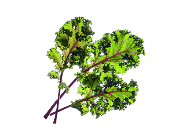 Red Kale Plant Pods 9-pack
