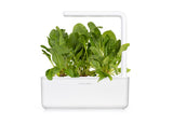 Green Chard Plant Pods 9-pack