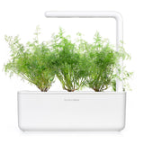 Dill Plant Pods 9-pack