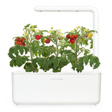 Mini Tomato Plant Pods 9-pack