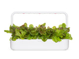 Red Lettuce Plant Pods 9-pack