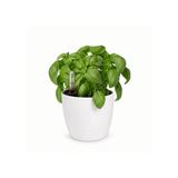 Self Watering Pot