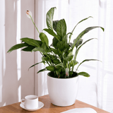 Self Watering Pot