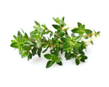 Thyme Plant Pods 9-pack