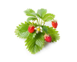 Wild Strawberry Plant Pods 9-pack