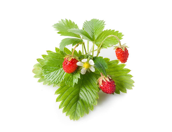 Wild Strawberry Plant Pods 9-pack