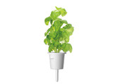 Basil Plant Pods 30-pack