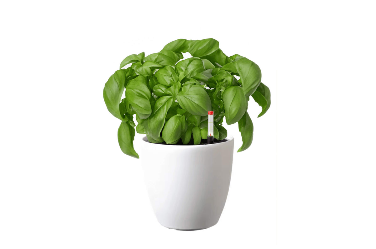 Self Watering Pot