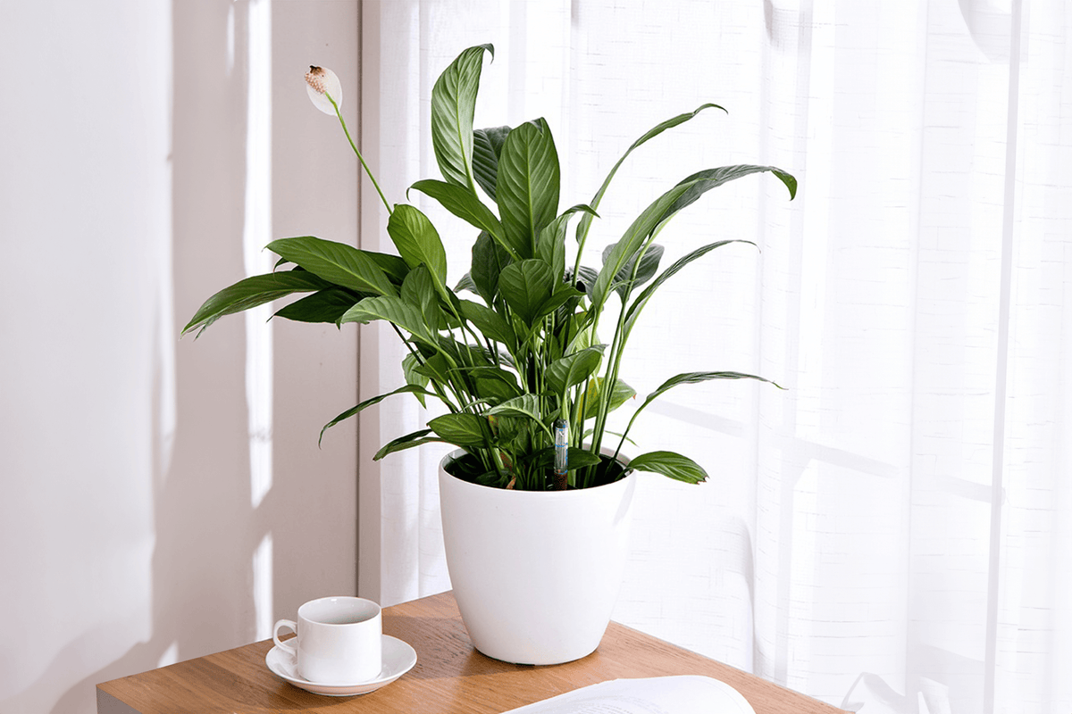 Self Watering Pot / Self Watering Pot