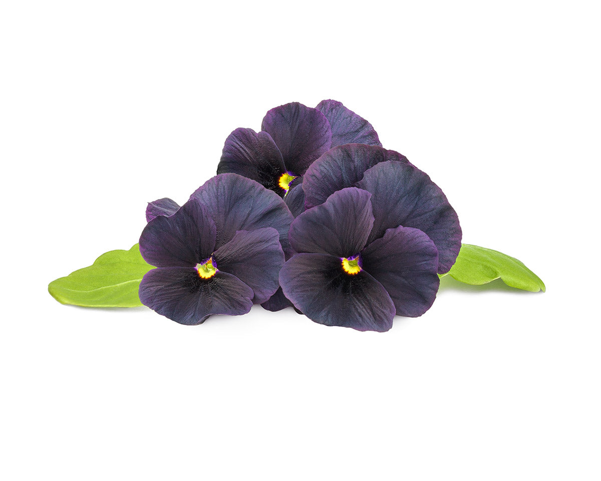 Black Pansy Plant Pods