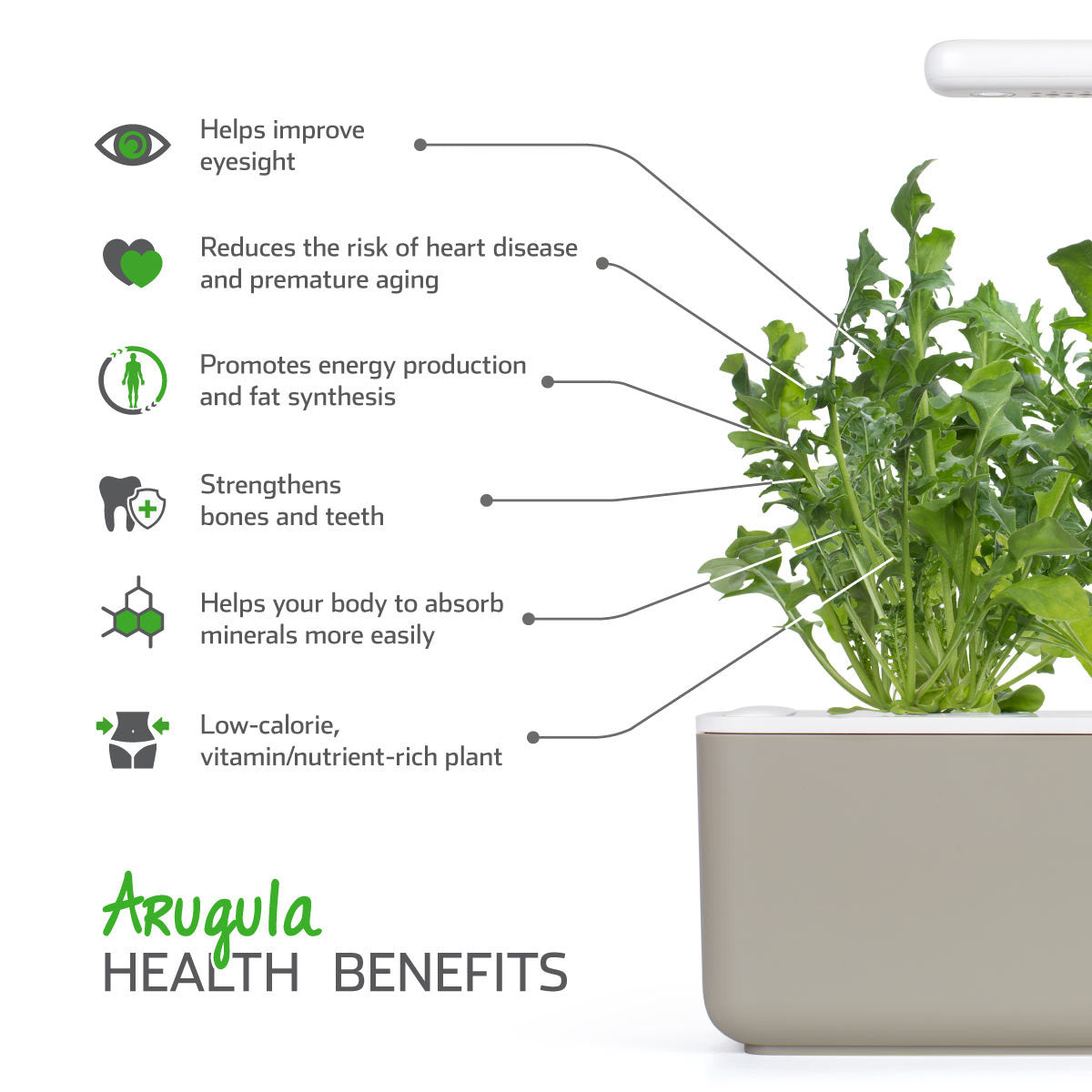 Arugula Plant | &