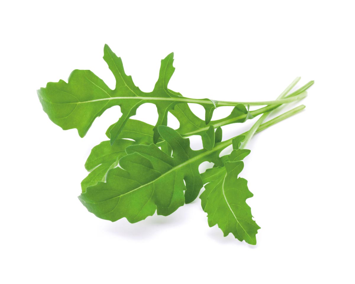 plant arugula indoors Arugula Plant Pods