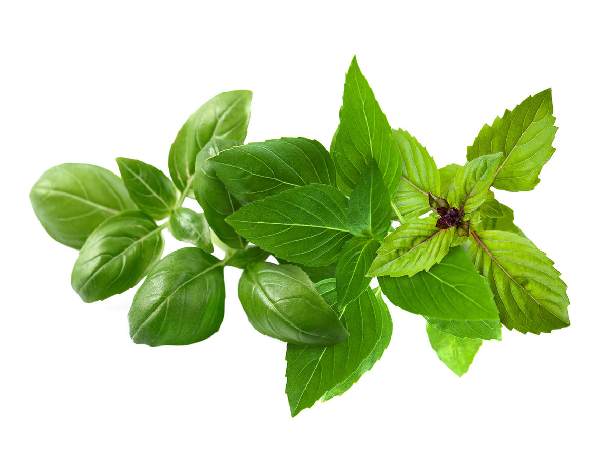 Basil Variety Mix for Click & Grow Indoor Herb Gardens