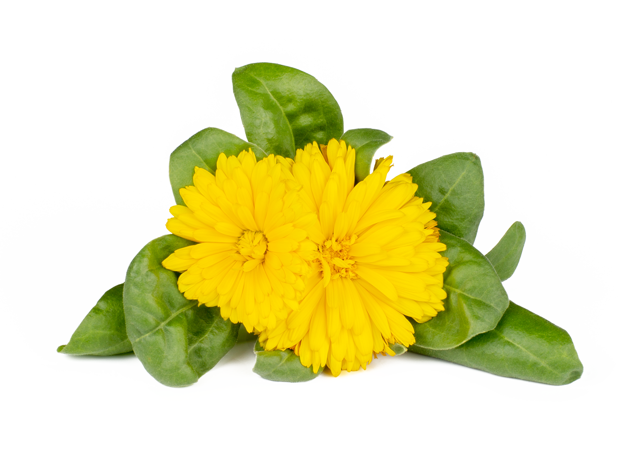 5 Benefits of Calendula Flowers & How to Use Them