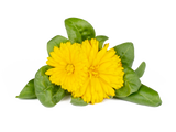 Calendula Plant Pods 3-pack