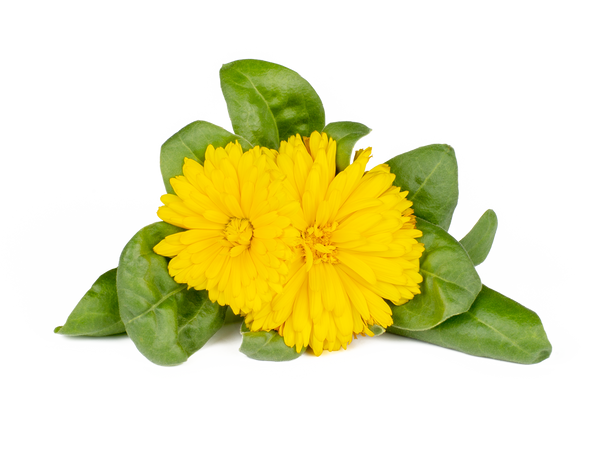 Calendula Plant Pods