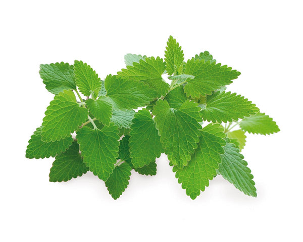Catnip Plant Pods