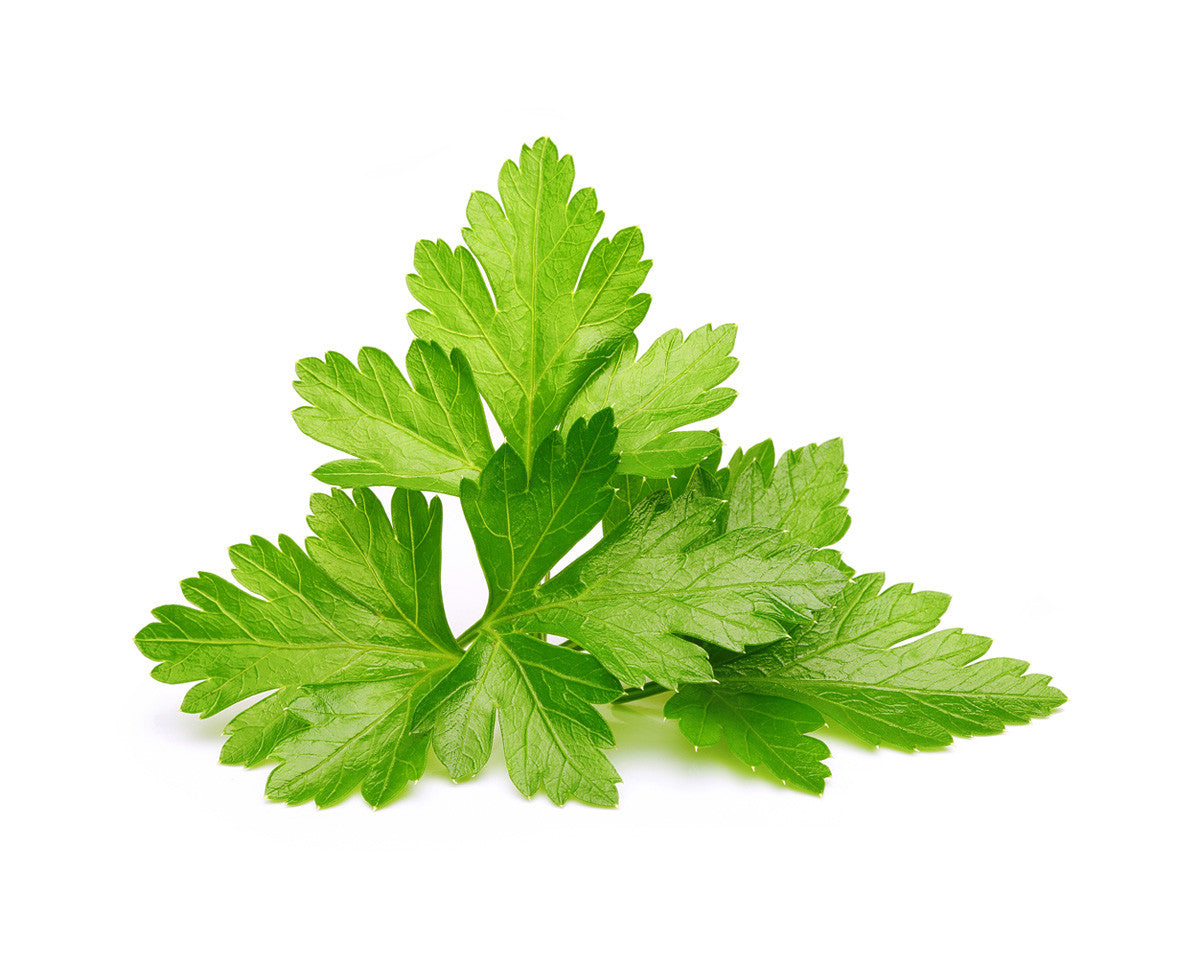 Cilantro (Coriander) Plant Pods / Cilantro/Coriander (Coriandrum sativum) capsule - Click & Grow indoor garden
