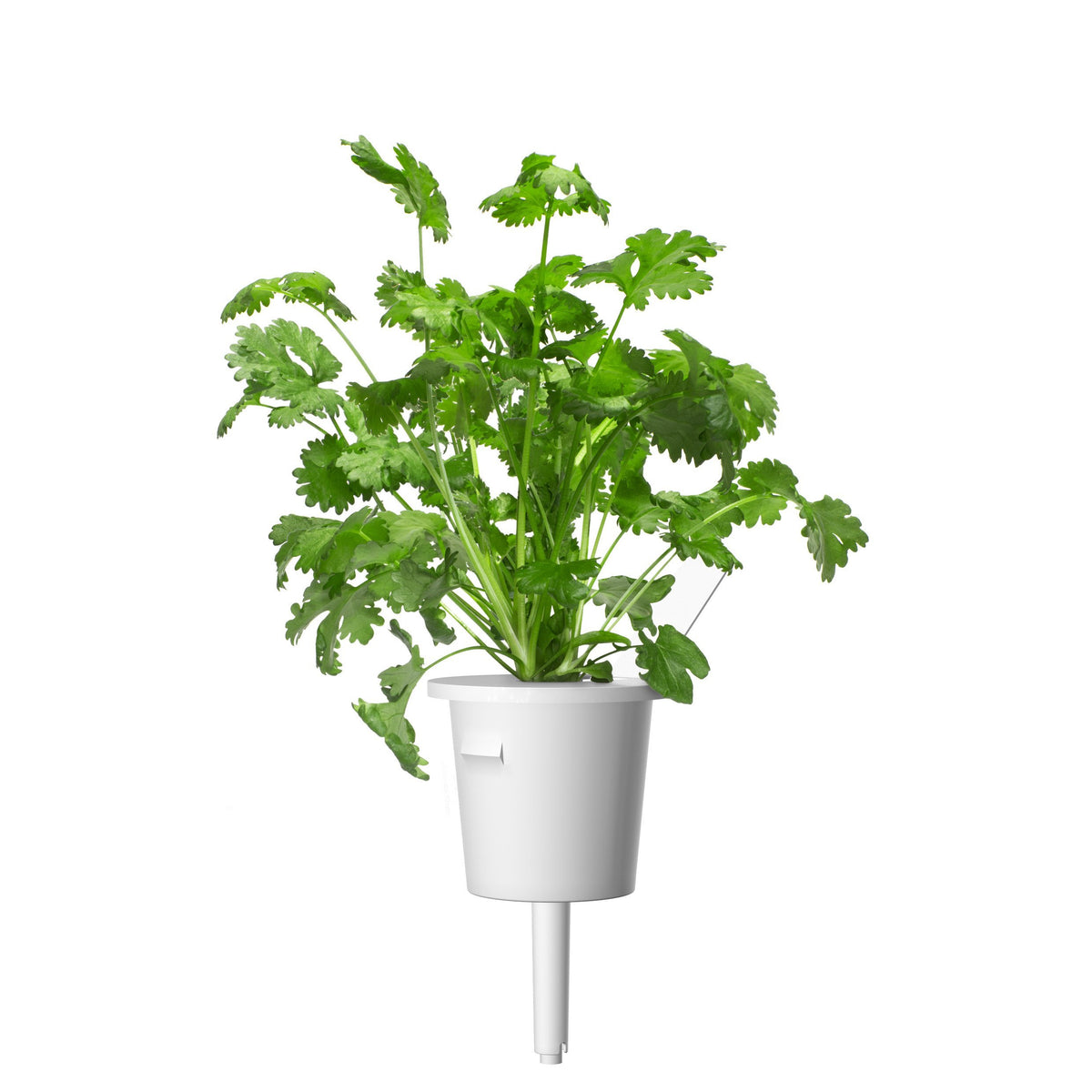Cilantro (Coriander) Plant Pods / Cilantro (Coriander) Plant Pods