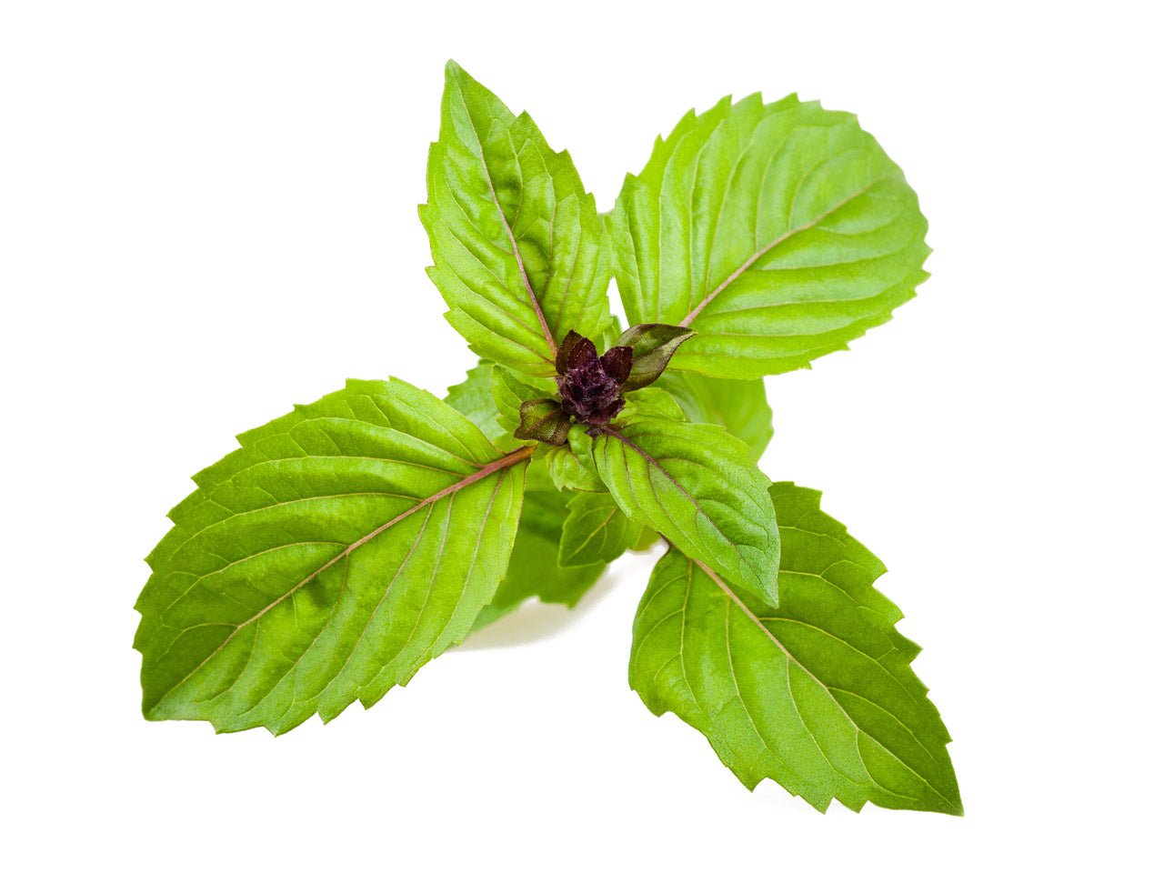 Cinnamon Basil Plant Pods