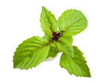 Cinnamon Basil - grow basil at home with a smart indoor herb garden