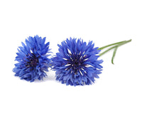 Cornflower Plant Pods / Cornflower Plant Pods